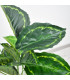 Ref. AR3509B PLANTA ARTIFICIAL 80 CM