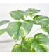 Ref. AR3518A PLANTA ARTIFICIAL 90 CM