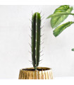 Ref. BB023 - Cactus