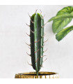 Ref. BB024 - Cactus