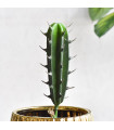 Ref. BB025 - Cactus