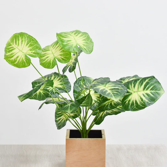 Hoja 70 cms