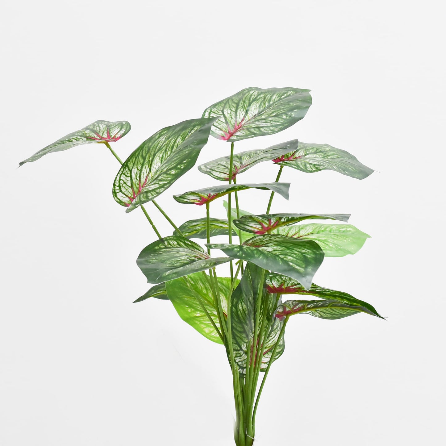 Hoja 65 cms