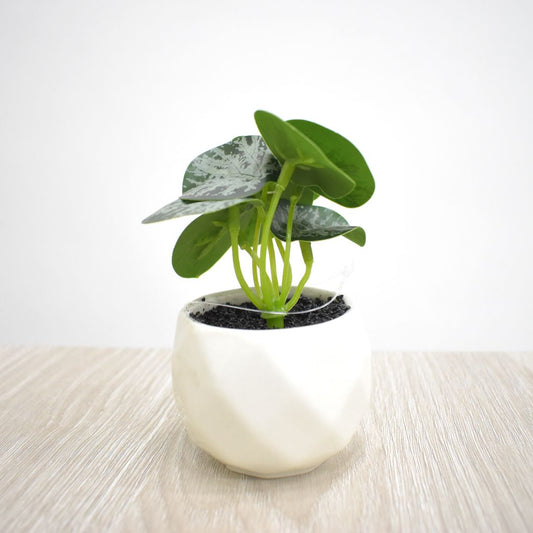 Planta Artificial 10 cms - Ref. SD234